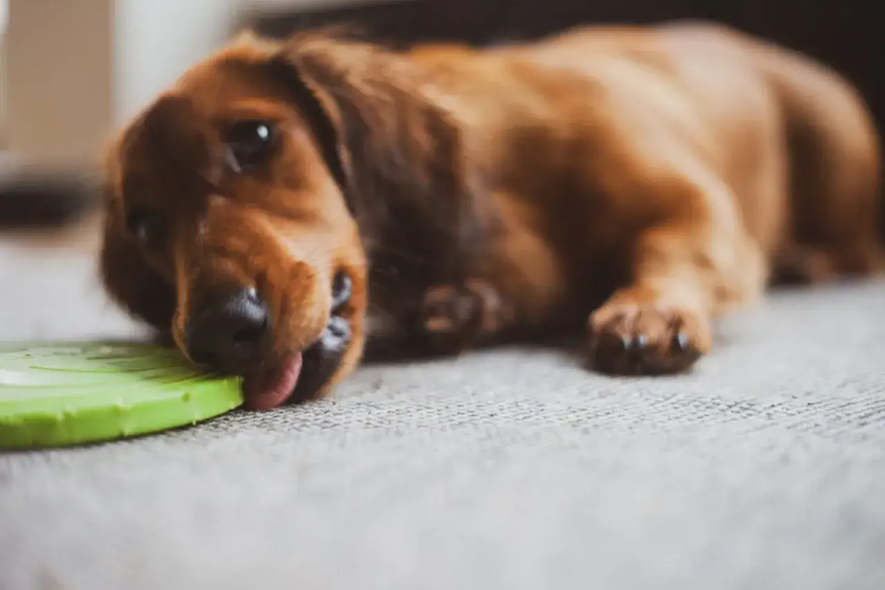 Perro salchicha marrón mordisquea un frisbee verde. Parece que mi perro no juega con juguetes, solo los lame.