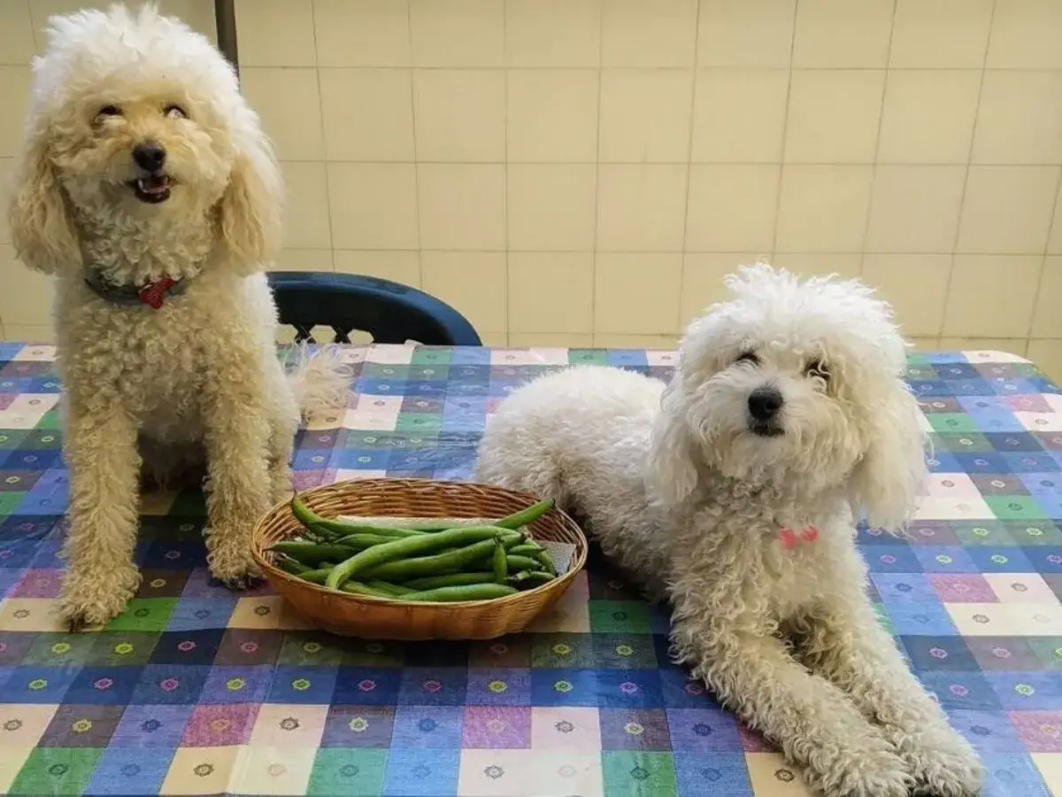 Dos perros blancos junto a una cesta de habas, demostrando que los perros pueden comer habas.