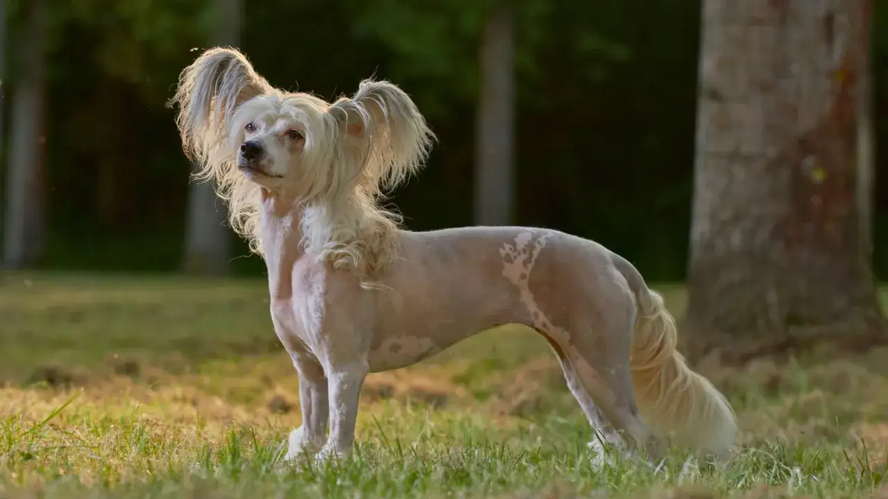 Un elegante crestado chino, con su pelaje distintivo y orejas emplumadas, posa en un prado al atardecer.