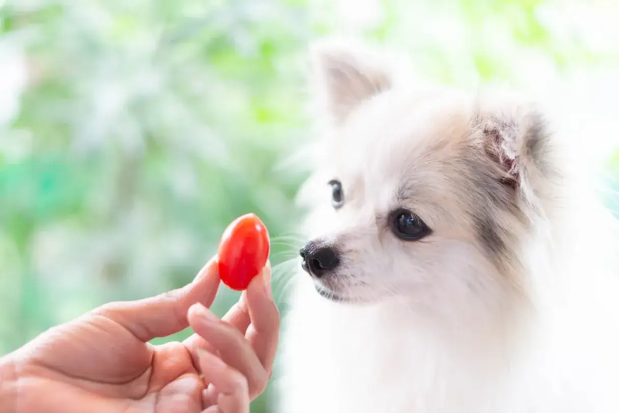 Un perro Pomerania mira con curiosidad un tomate cherry ofrecido por una mano. ¡Sí, los perros pueden comer tomate!