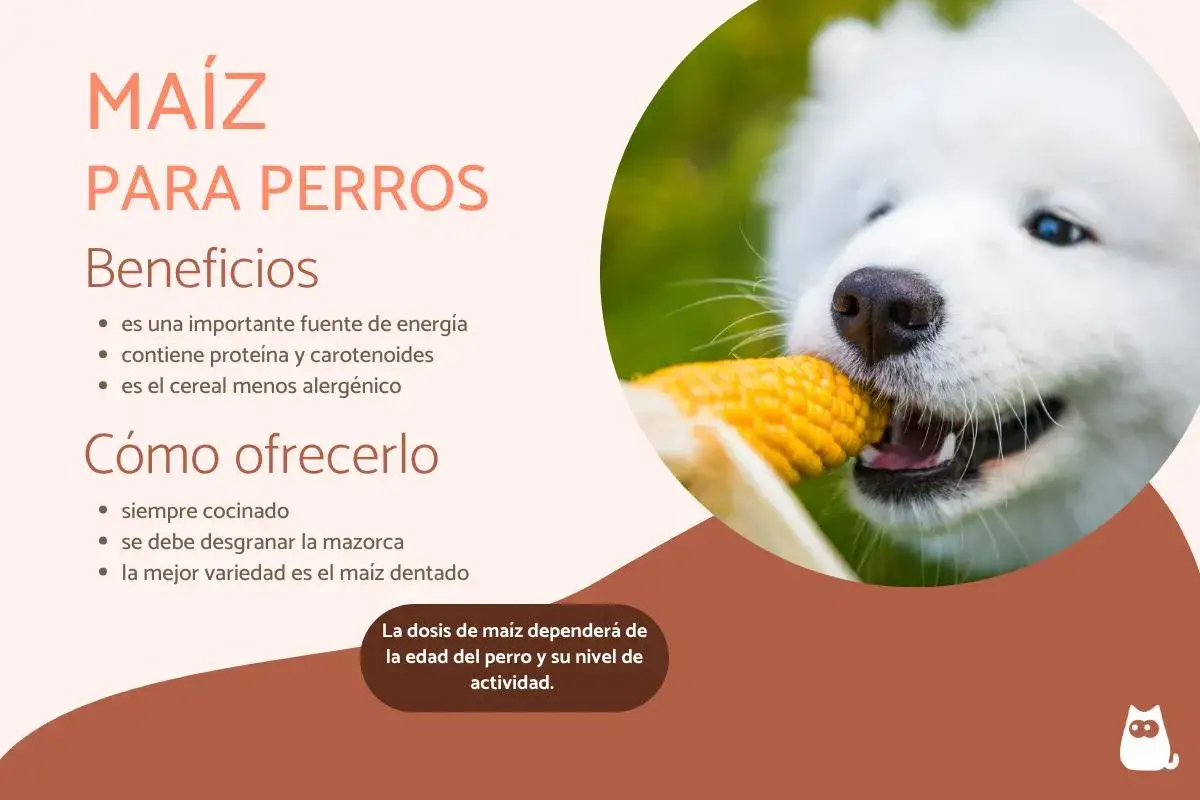 Un perro blanco disfruta de una mazorca de ma&iacute;z, destacando los beneficios y c&oacute;mo ofrecer ma&iacute;z a los perros.