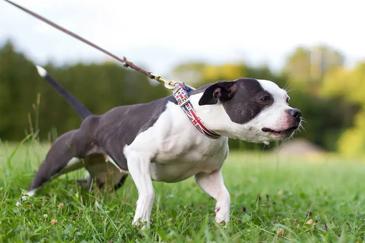 Un perro blanco y negro con un collar de Union Jack corre por el c&eacute;sped. &iexcl;Mi perro se vuelve loco cuando lo saco a pasear!