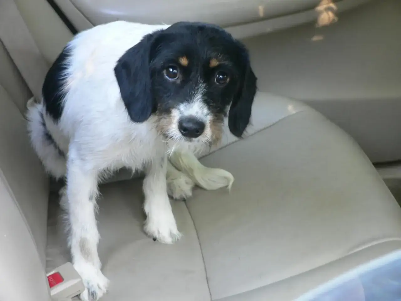Perro blanco y negro en asiento de coche, parece que se sacude porque está mojado.