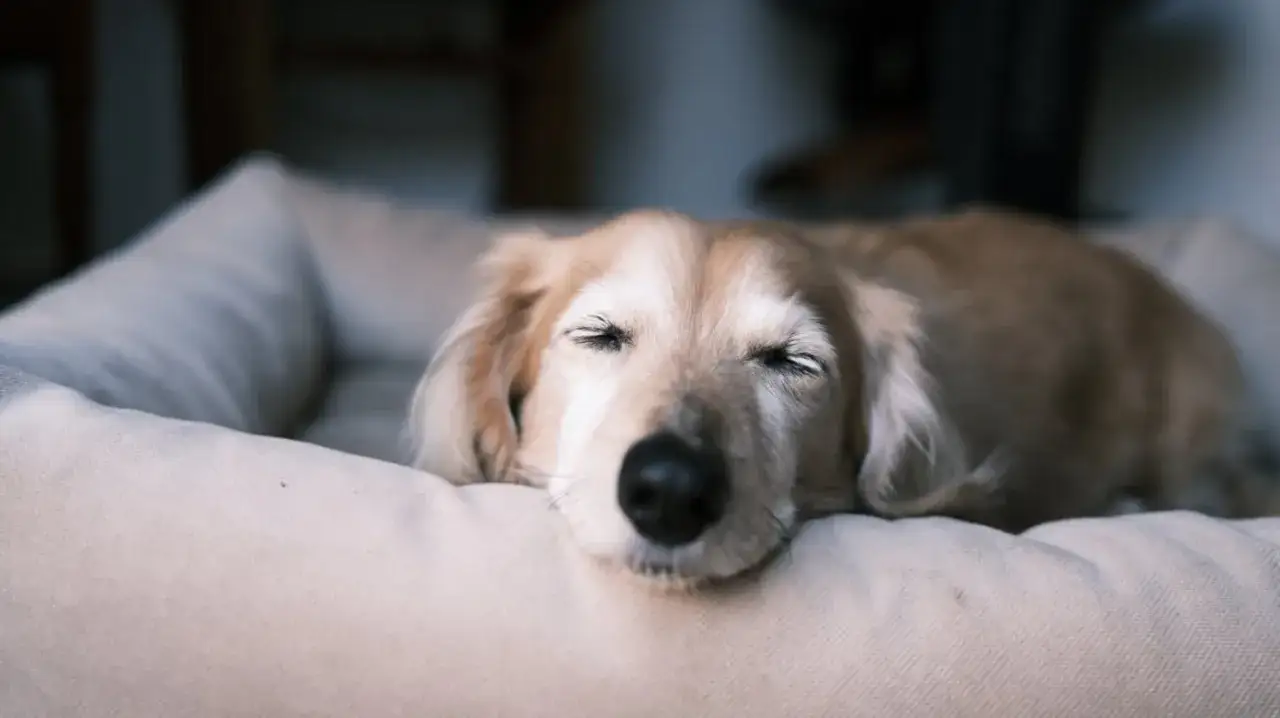 Mi perro llora porque quiere dormir conmigo. Está durmiendo en su cama, pero sueña con mi cama.