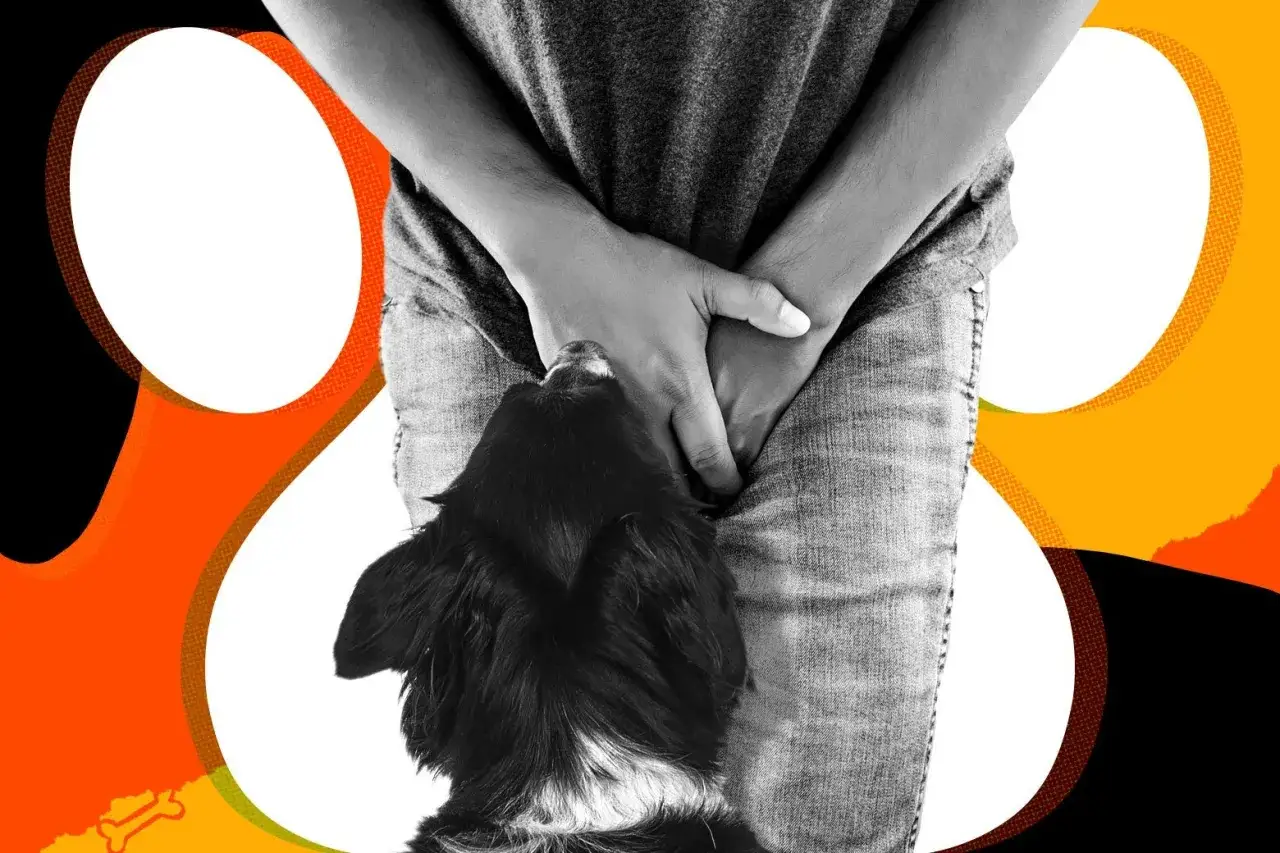 Mi perro apoya su cabeza en mi pierna, buscando consuelo y cari&ntilde;o.