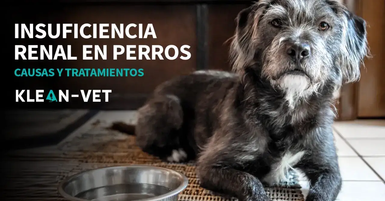 Perro con insuficiencia renal, un tema delicado sobre c&oacute;mo muere un perro con insuficiencia renal.