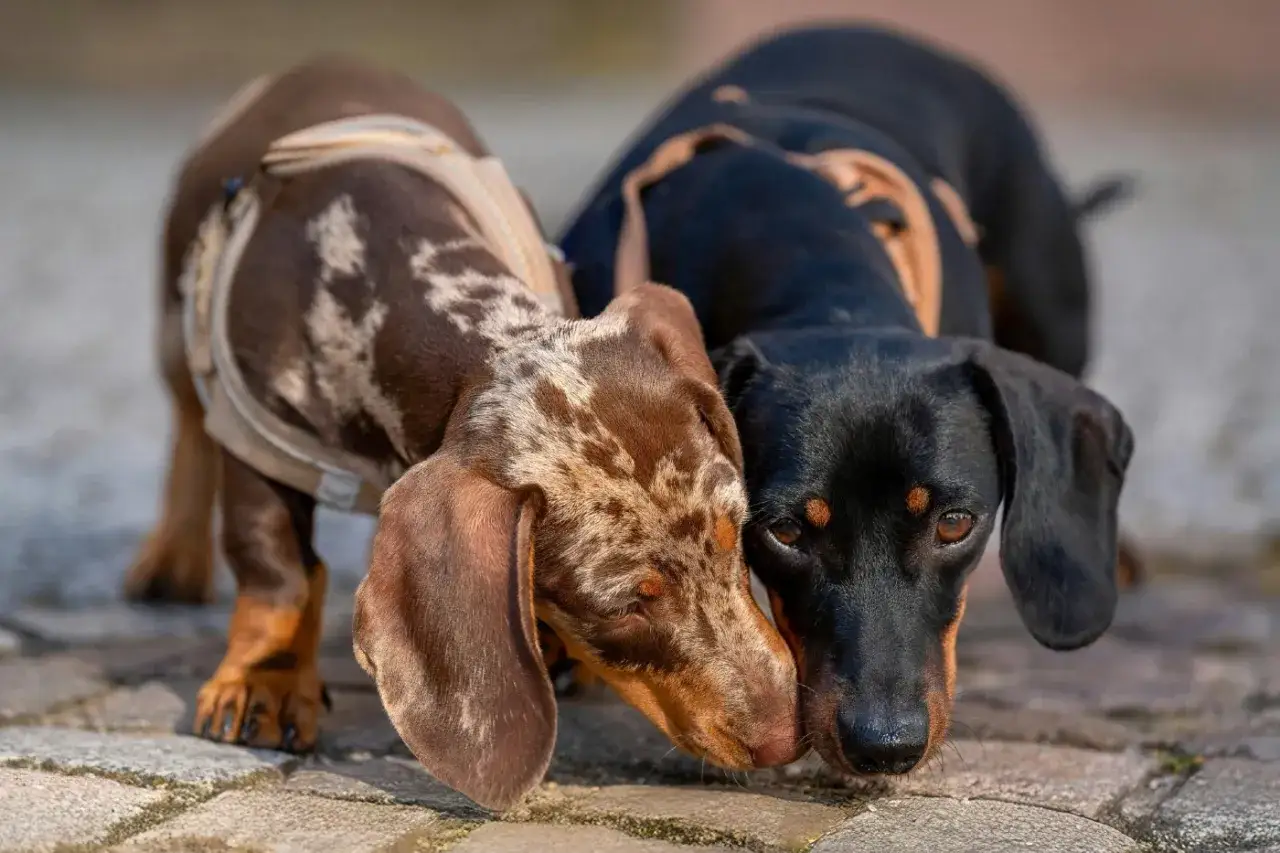 Dos perros salchicha, uno merle y otro negro, se saludan con ternura.