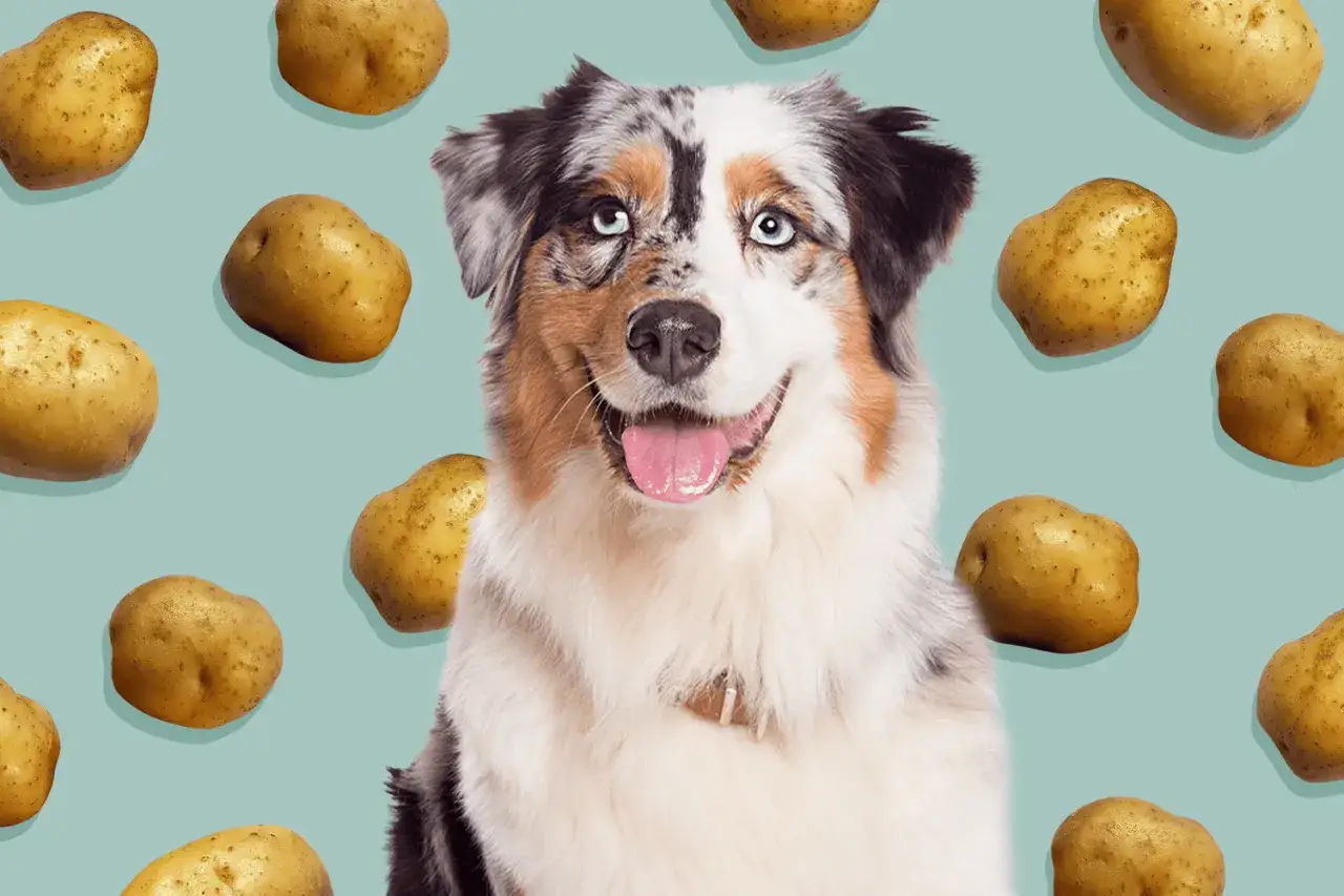 Un perro australiano sonriente rodeado de patatas. ¡Sí, los perros pueden comer patata cocida!