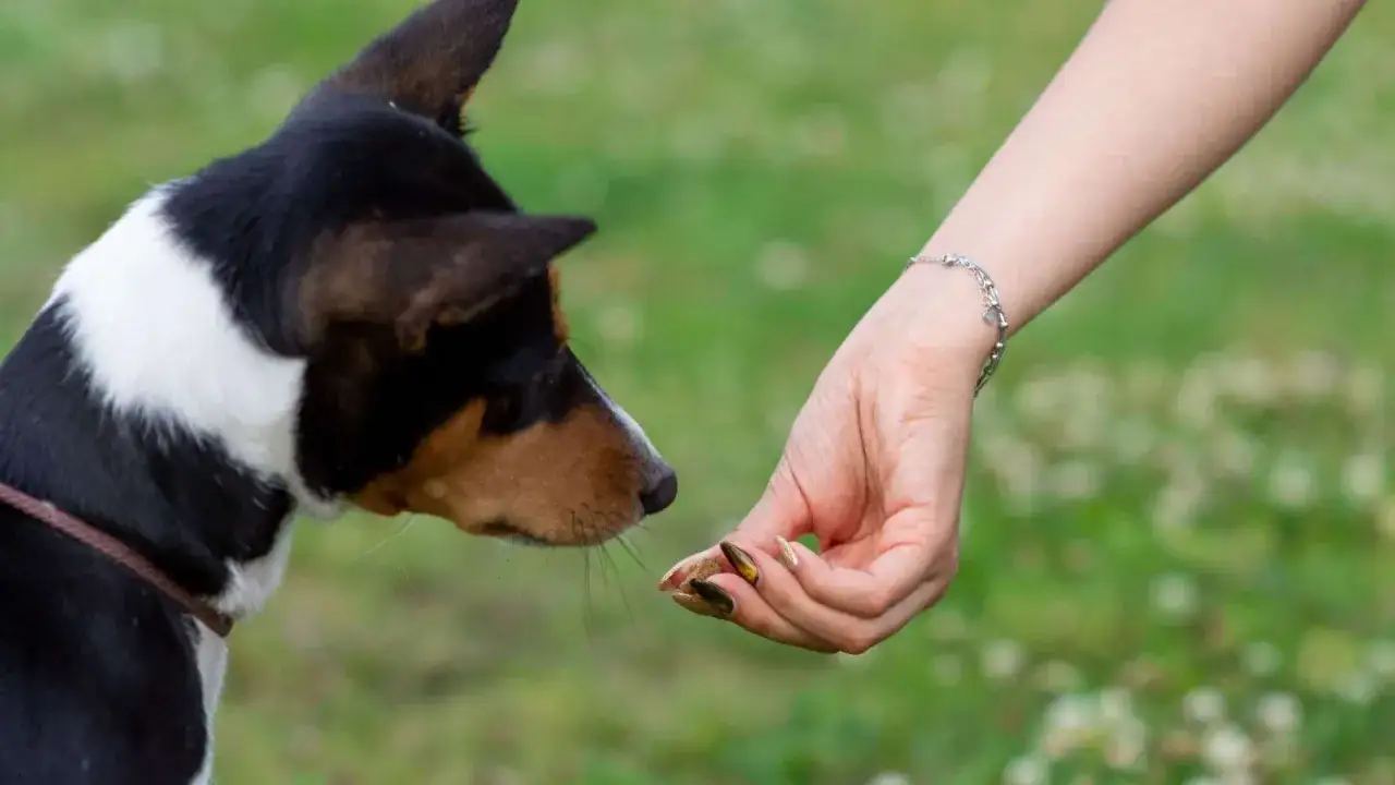 Perro recibe premio de mano humana, un paso clave para ense&ntilde;ar a un perro a traer la pelota.