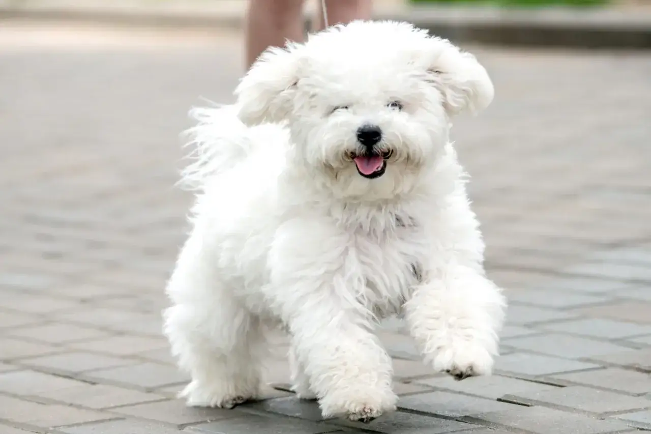 Un perro blanco y esponjoso, de esos perros que parecen peluches, corre feliz por la calle con la lengua fuera.