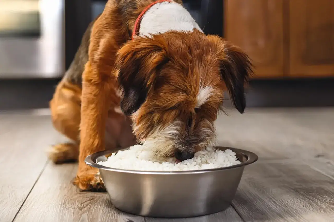Un perro peludo come arroz de un cuenco met&aacute;lico. &iexcl;S&iacute;, los perros pueden comer arroz!