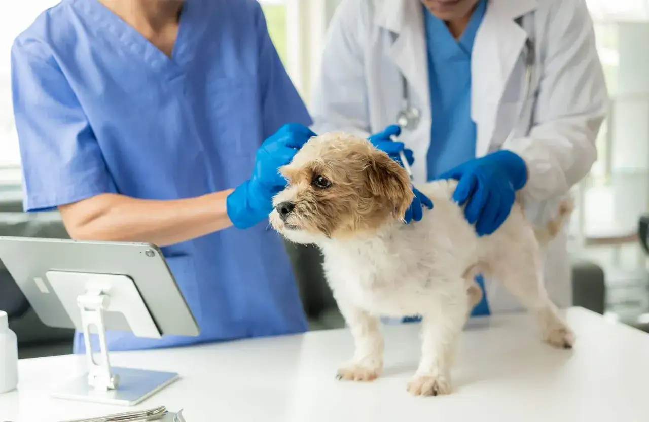 Veterinarios examinan a un perro constipado. Uno revisa su cabeza mientras el otro le administra una inyección.