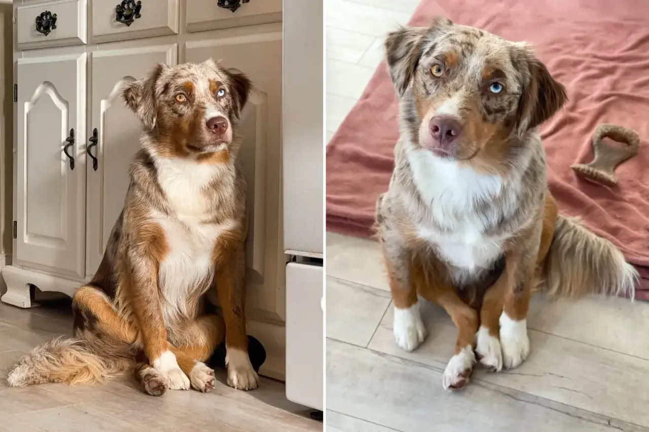 Perro australiano con ojos heterocromáticos sentado de diferentes formas. Observa las curiosas formas de sentarse de un perro.