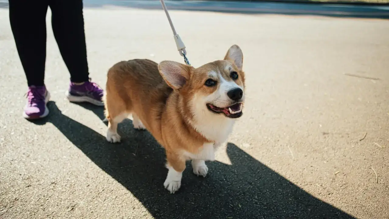 Un perro corgi feliz tira de la correa, ansioso por explorar mientras su due&ntilde;o camina a su lado.