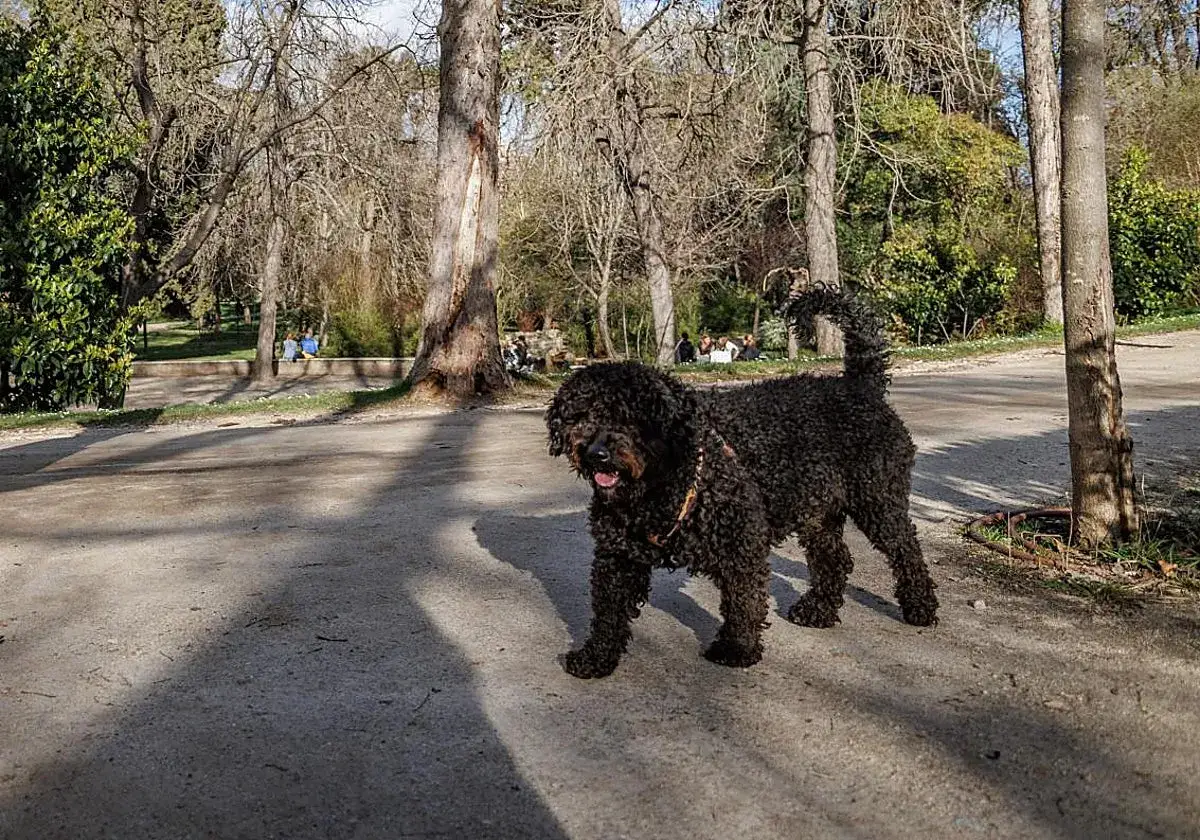 Perro negro de pelo rizado paseando por un parque soleado. Parece que mi perro no me hace caso cuando lo suelto, &iexcl;se va a explorar!