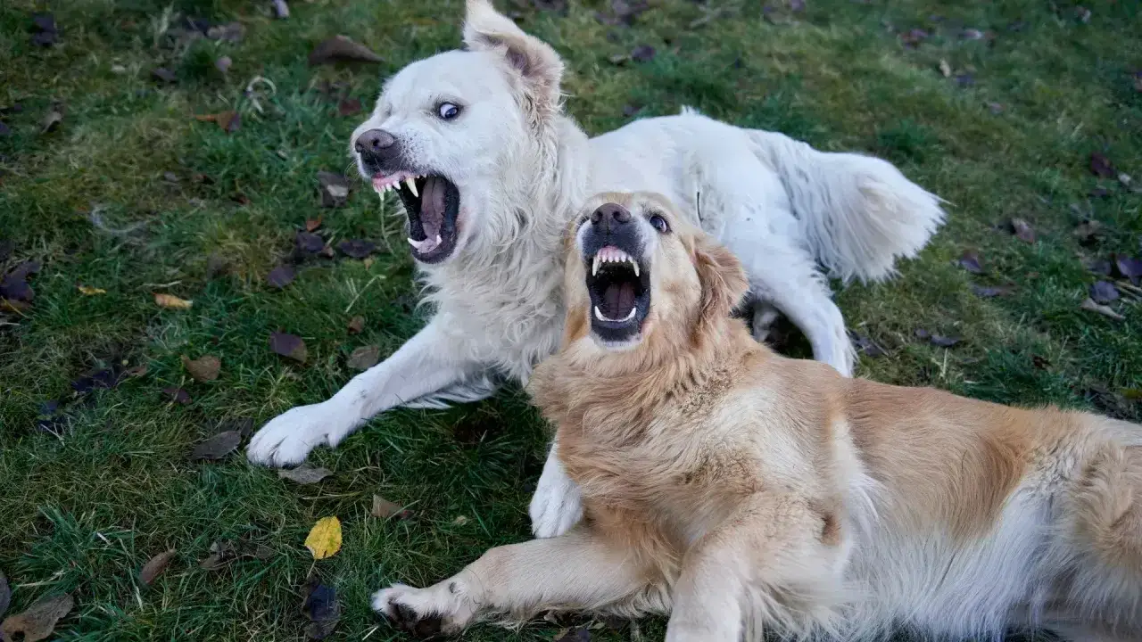 Dos perros, uno blanco y otro dorado, gru&ntilde;en con la boca abierta, mostrando sus dientes. Quiz&aacute;s uno de ellos se pregunta porque un perro gru&ntilde;e a un miembro de la familia.