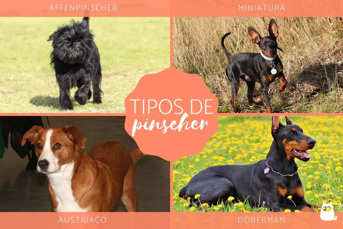 Cuatro tipos de pinscher miniatura: Affenpinscher, Pinscher Miniatura, Austr&iacute;aco y D&oacute;berman.
