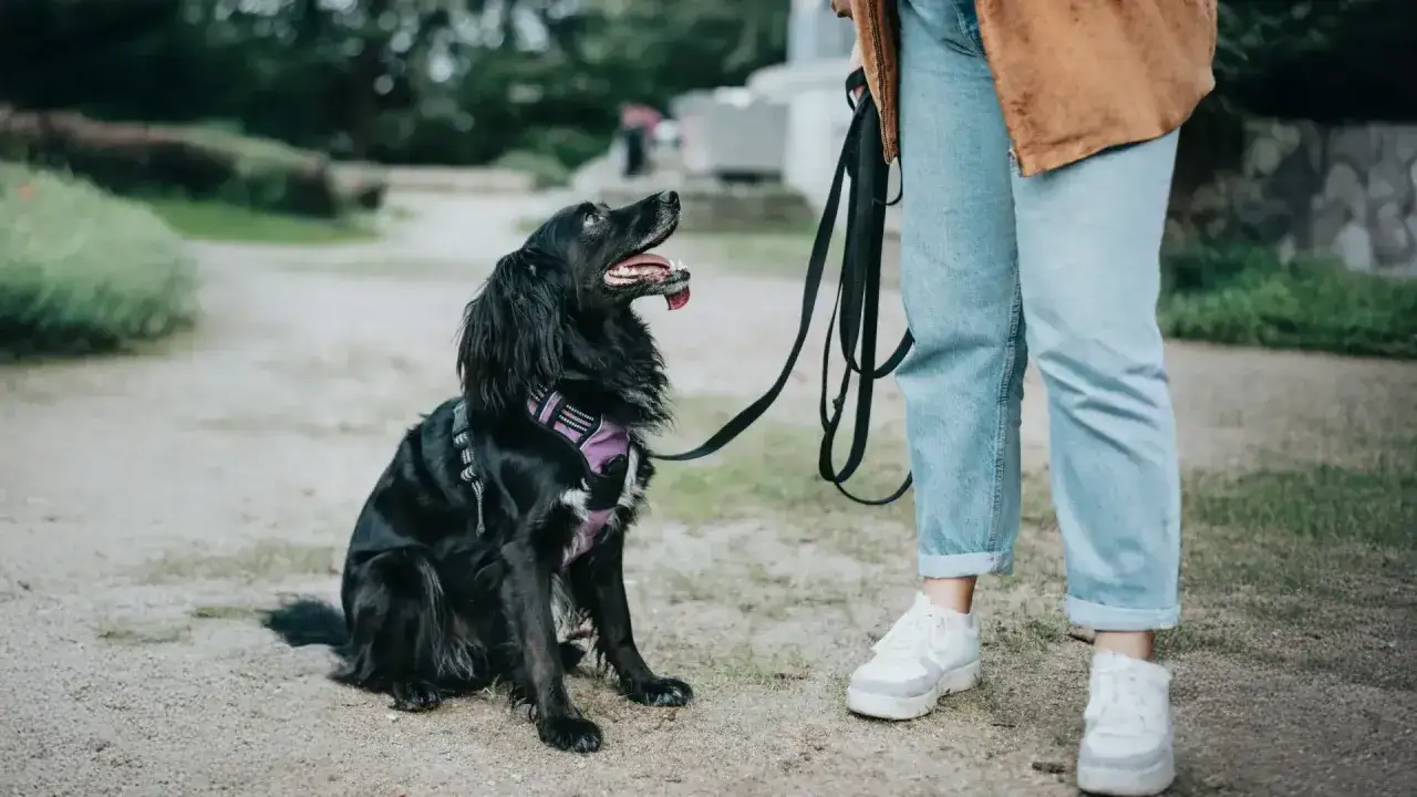 Un perro negro con arnés morado mira atentamente a su dueño, preguntándose por qué mi perro me mira cuando paseamos.