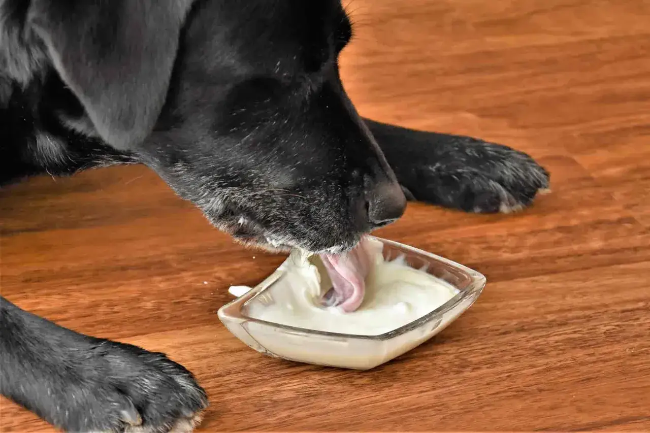 Un perro negro disfruta de un taz&oacute;n de yogur. &iexcl;Qu&eacute; rico! Los perros pueden comer yogur.