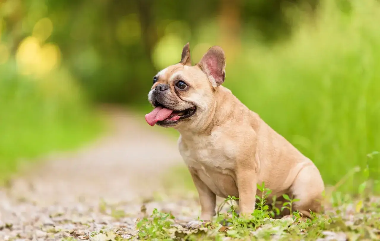 Un adorable perro de raza braquic&eacute;fala, un bulldog franc&eacute;s, descansa en un camino rodeado de hierba verde y &aacute;rboles.