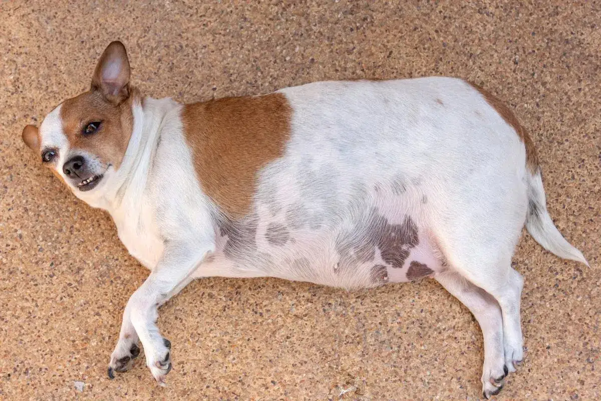 Perro con abdomen hinchado, posible signo de albuminuria baja en perros.