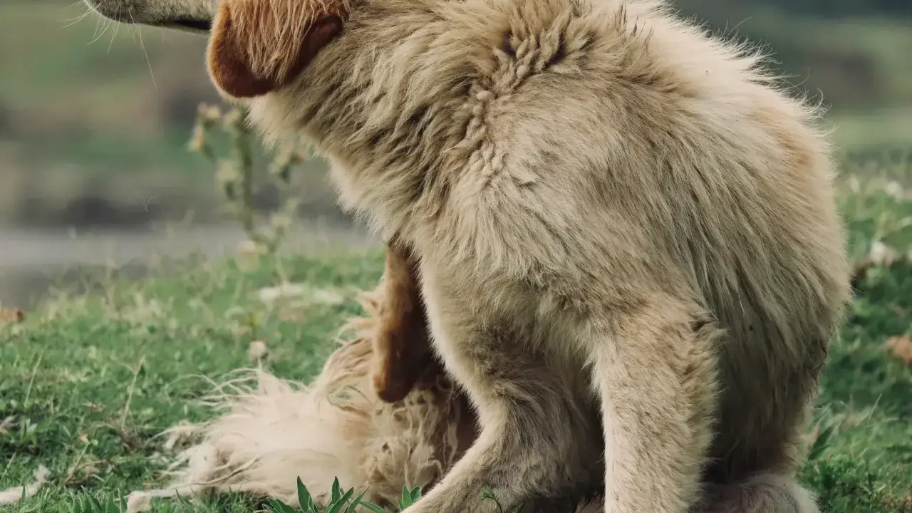 Perro con pelaje largo y claro, sentado en la hierba. Podr&iacute;a tener varios tipos de garrapatas.