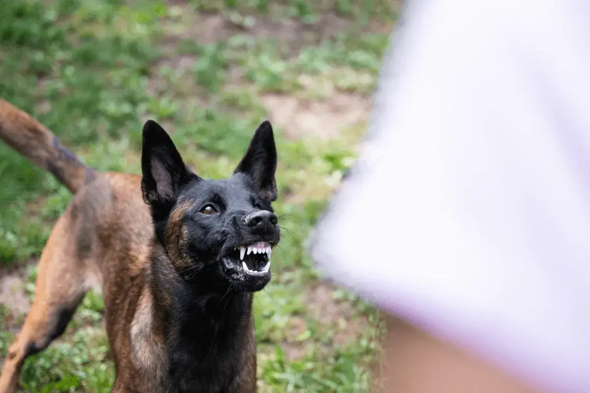 Perro pastor belga gru&ntilde;e con los dientes al descubierto, listo para jugar.