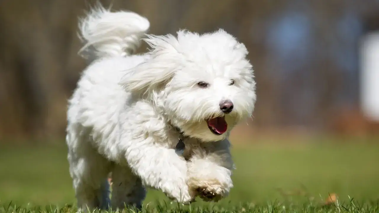 Un coton de tulear blanco corre feliz por el césped, con la lengua fuera y el pelo al viento.