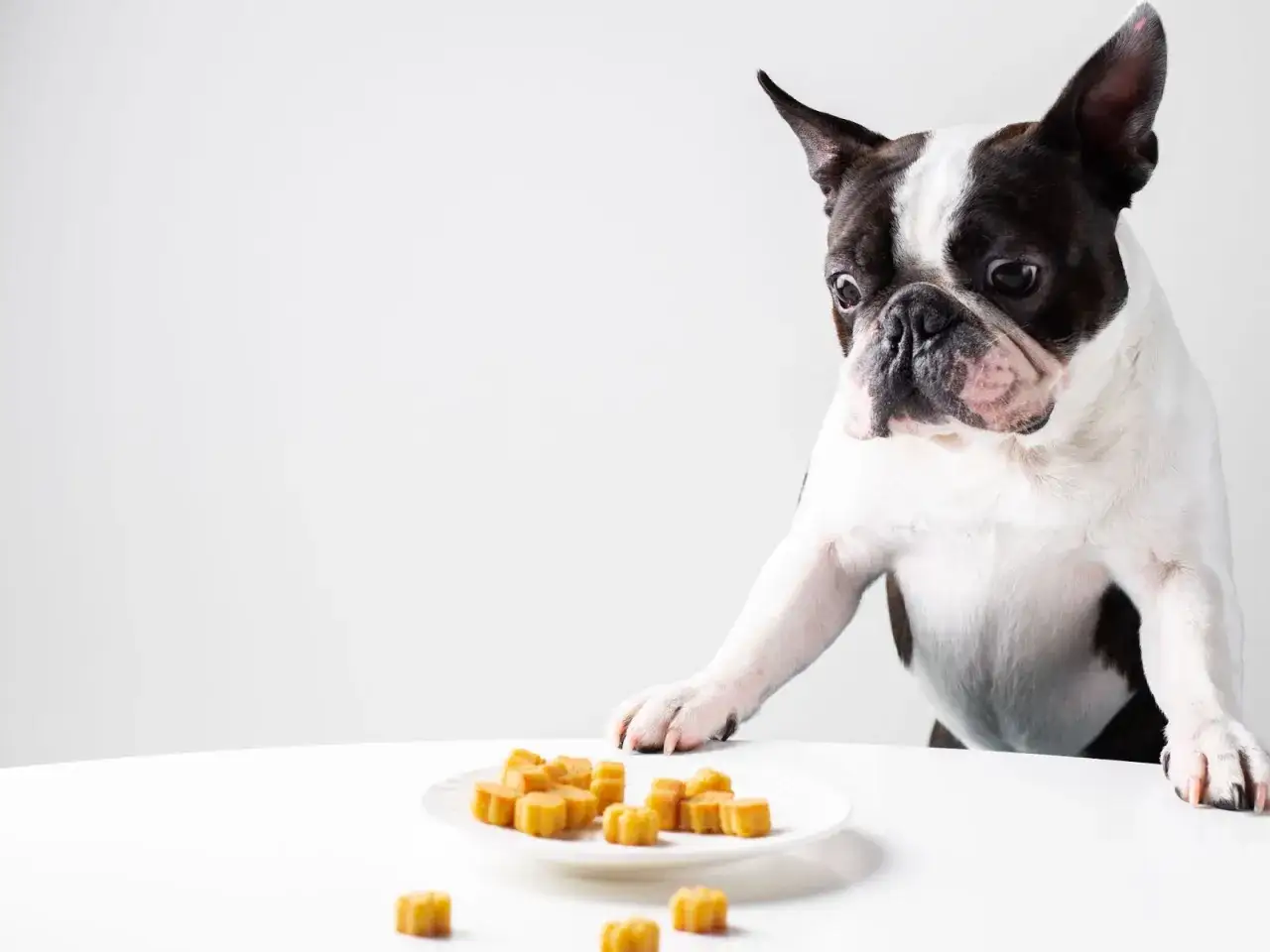 Un bulldog franc&eacute;s mira con curiosidad un plato de golosinas con forma de flor, demostrando que los perros pueden comer gelatina.