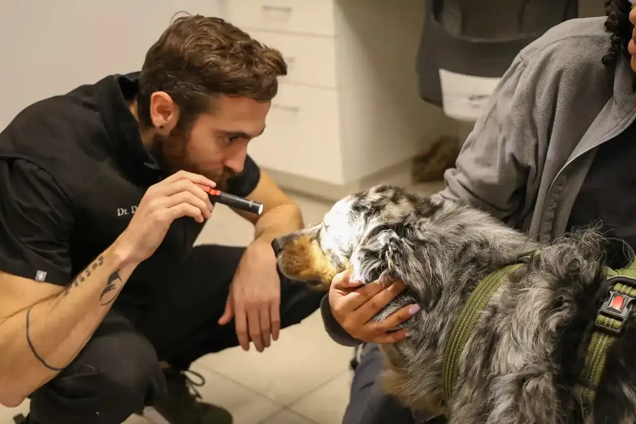 Veterinario examina los ojos de un perro con una linterna. El perro parece asustado, como si mi perro se cae de repente.