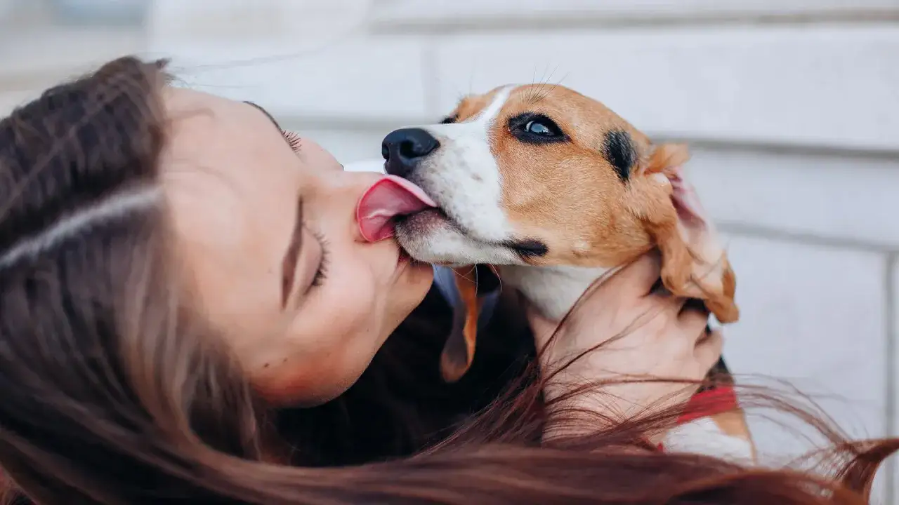 Un perro beagle lame la cara de una chica, mostrando que siente un perro cuando le das un beso: amor y alegría.