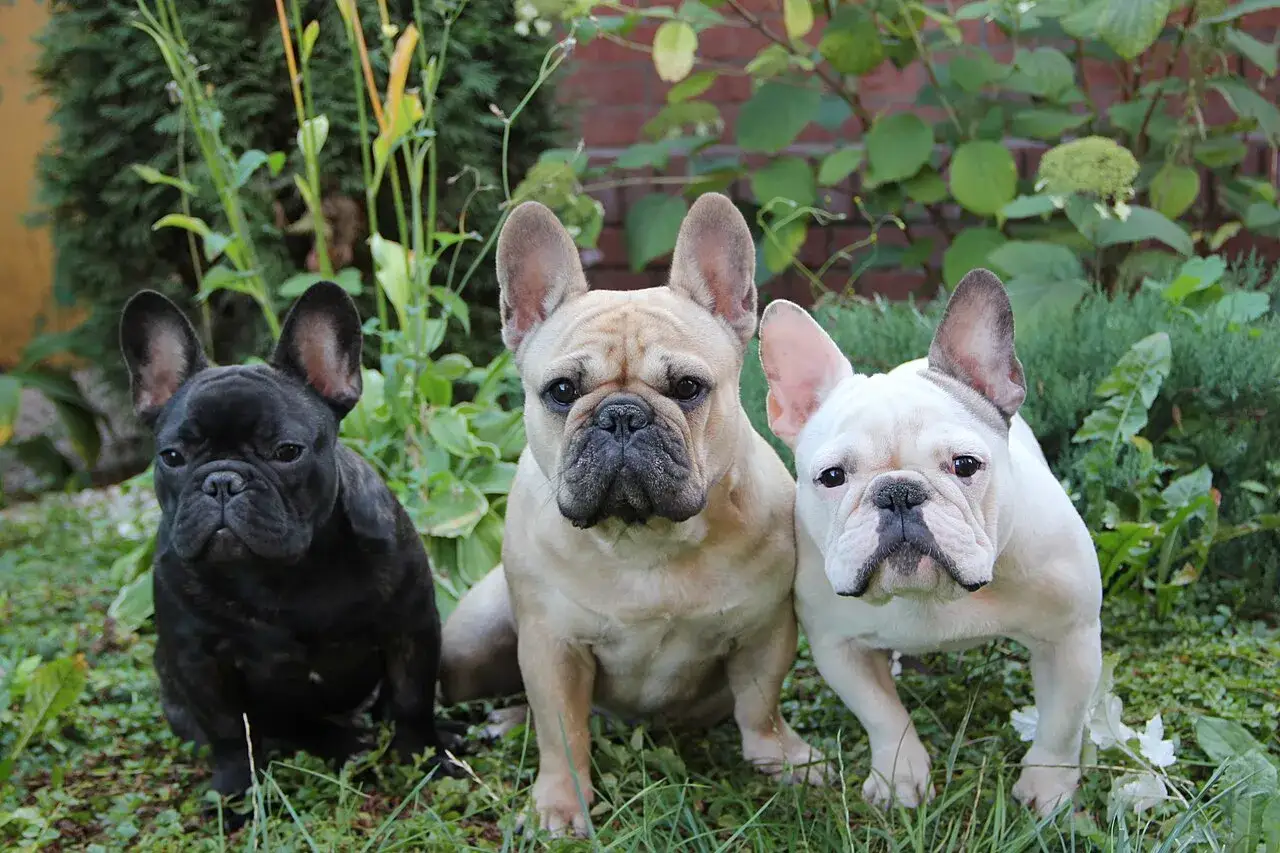 Tres adorables perros franceses, uno negro, uno beige y uno blanco, posan juntos en un jardín verde.
