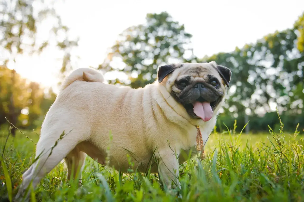 Un perro pug sonriente con la lengua afuera, disfrutando del sol en un campo verde.