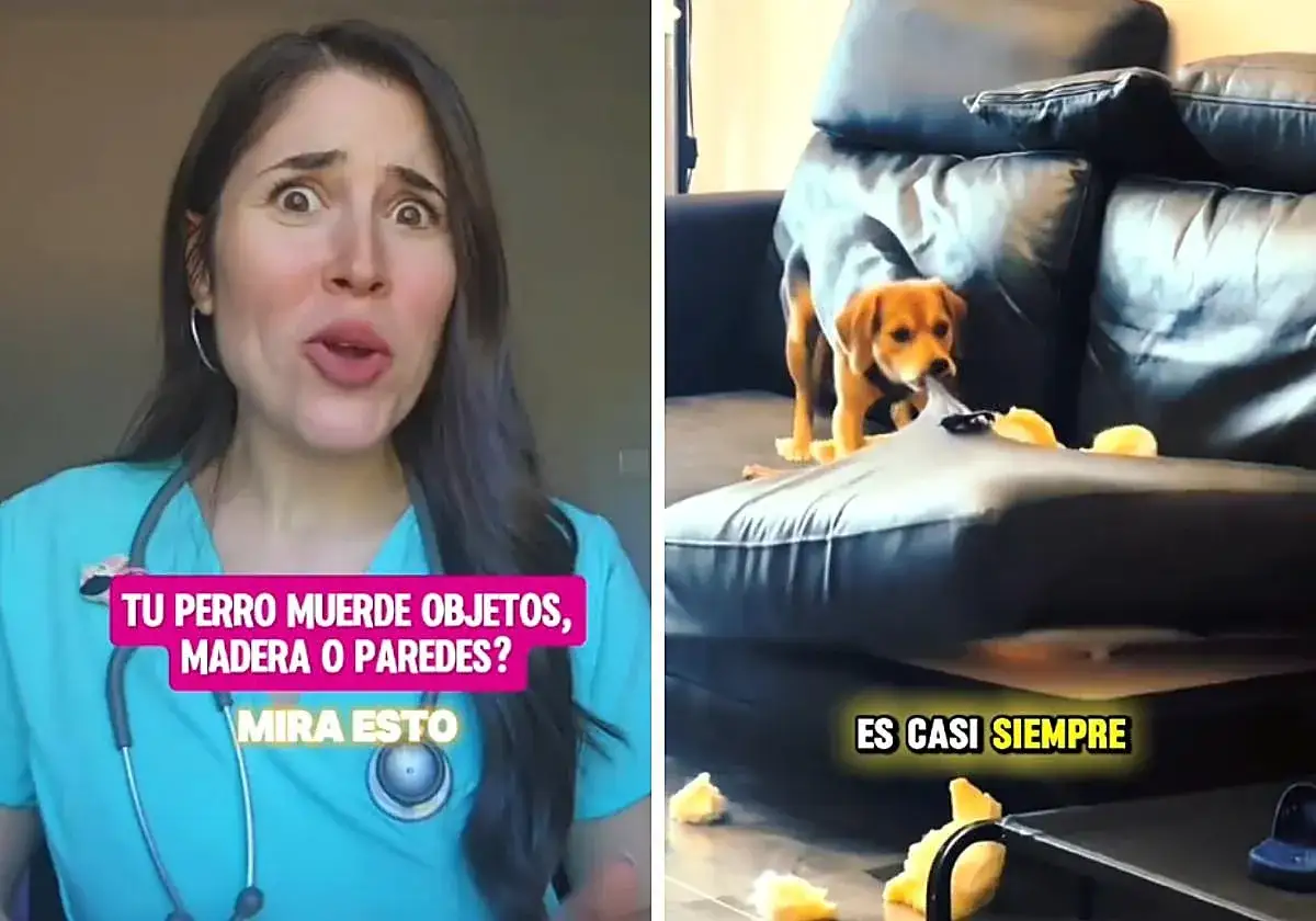 &iexcl;Mi perro muerde todo! Un cachorro marr&oacute;n destroza un sof&aacute; de cuero negro. Texto: 