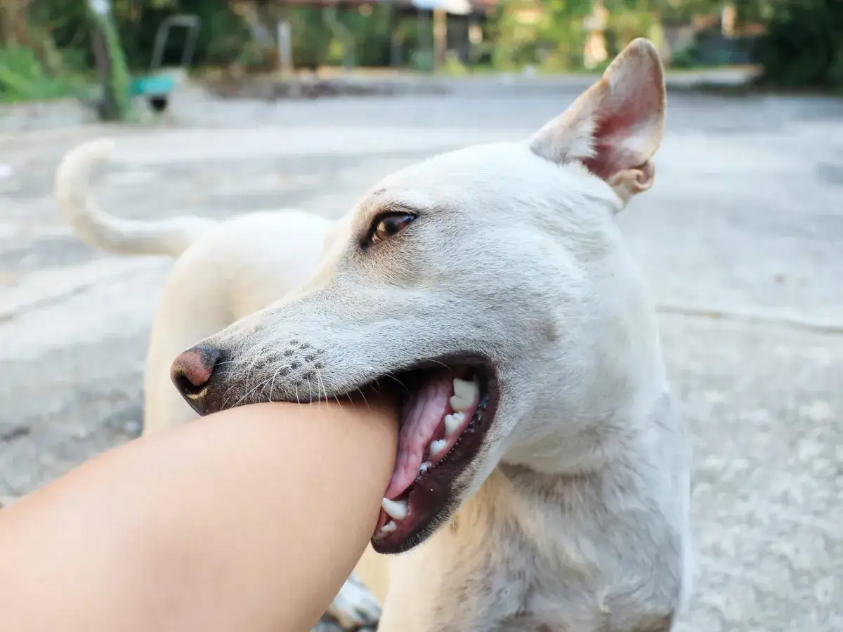 Mi perro me da mordisquitos juguetones en el brazo. &iexcl;Qu&eacute; travieso!