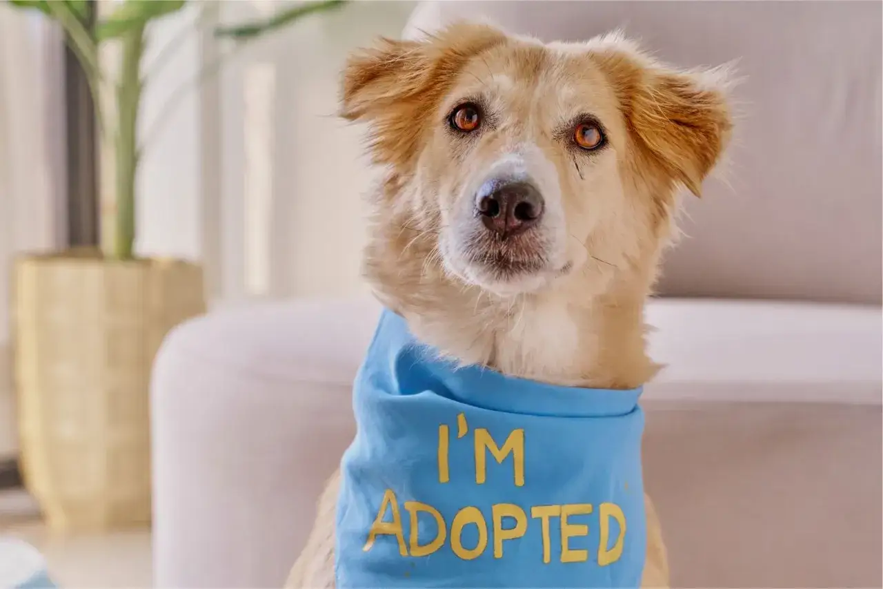 Perro adoptado con pañuelo azul que dice