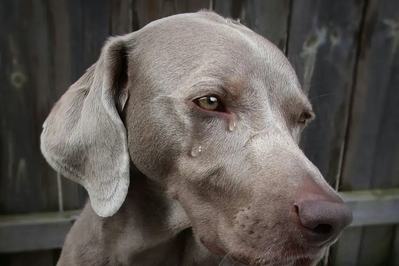 Un Weimaraner con una lágrima en el ojo. Parece que mi perro llora por todo, incluso por la brisa.