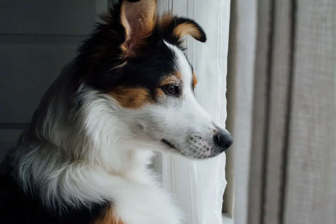 Perro tricolor mira por la ventana, parece que mi perro no quiere salir de casa hoy.