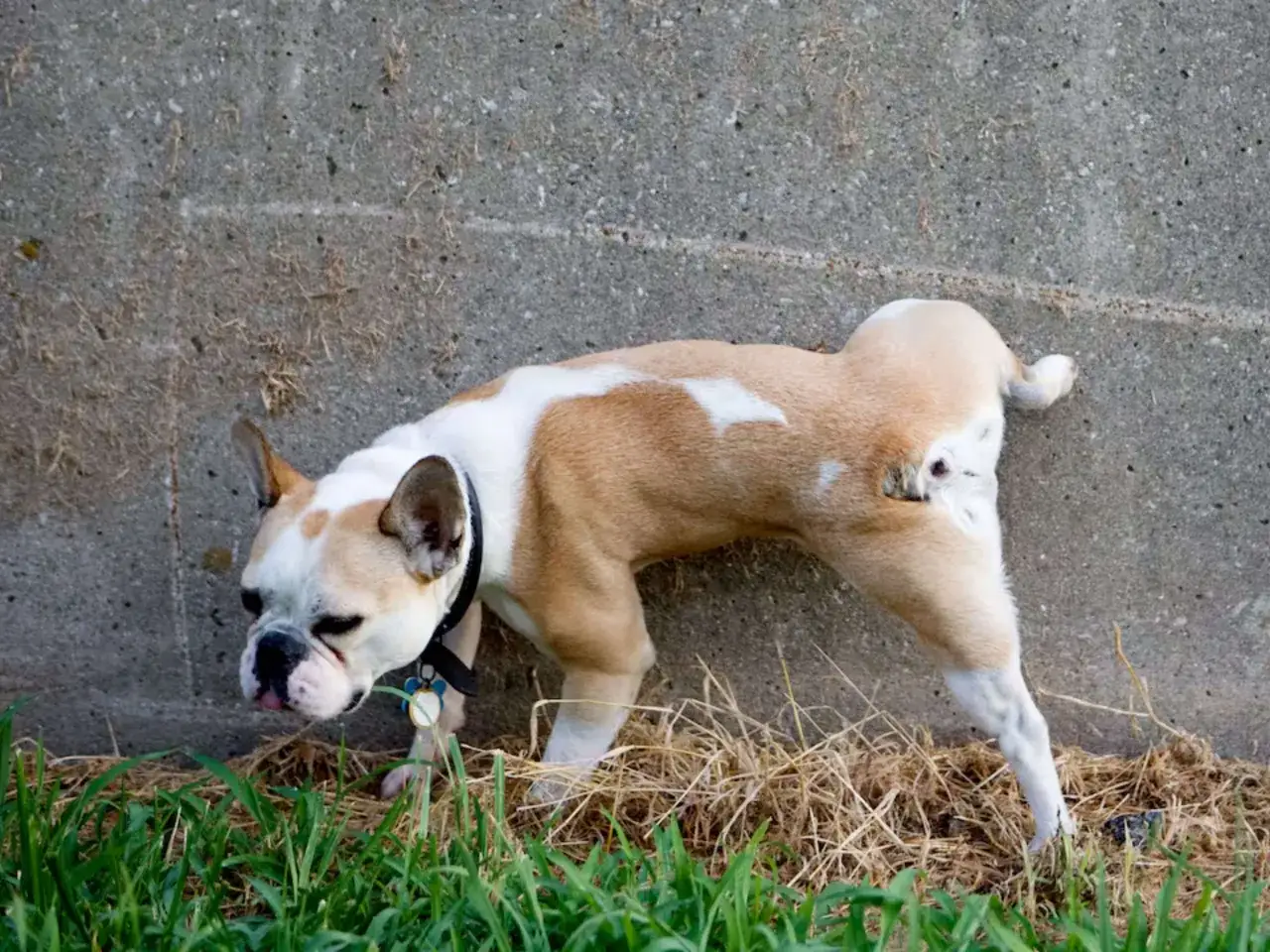 Un bulldog francés, ¿cuánto tarda un cachorro en aprender a hacer sus necesidades? Este pequeño está explorando la hierba.