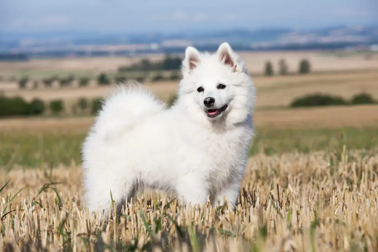Un adorable spitz alem&aacute;n blanco, con su pelaje esponjoso, posa feliz en un campo de rastrojo bajo un cielo azul.