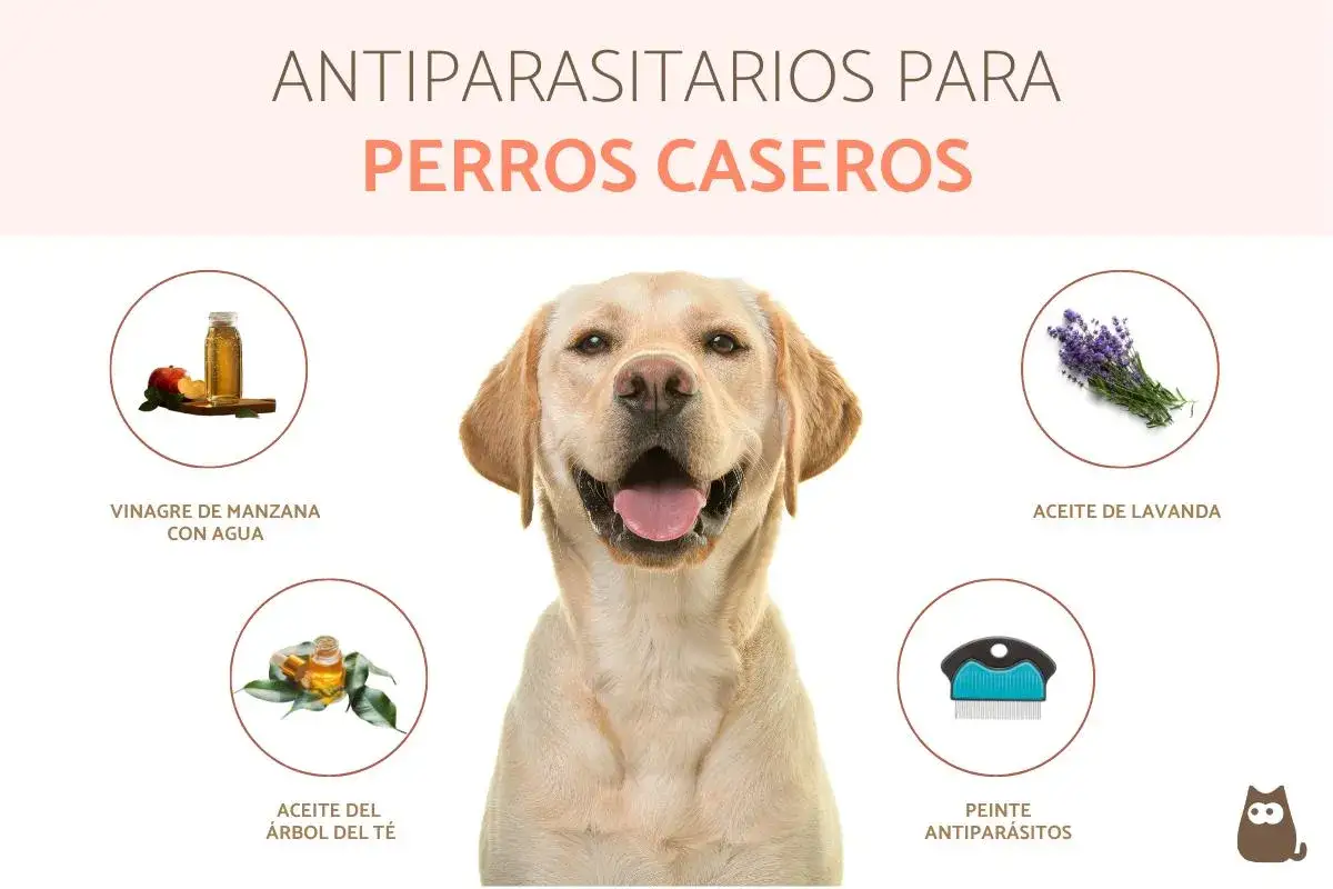 Perro feliz con ingredientes para un antipulgas casero: vinagre de manzana, aceite de lavanda, aceite de &aacute;rbol de t&eacute; y peine.