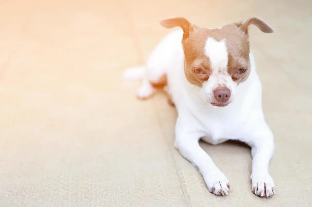 Un chihuahua blanco y marrón, con ojos tristes, yace en el suelo. Parece que mi perro quiere volver a casa.