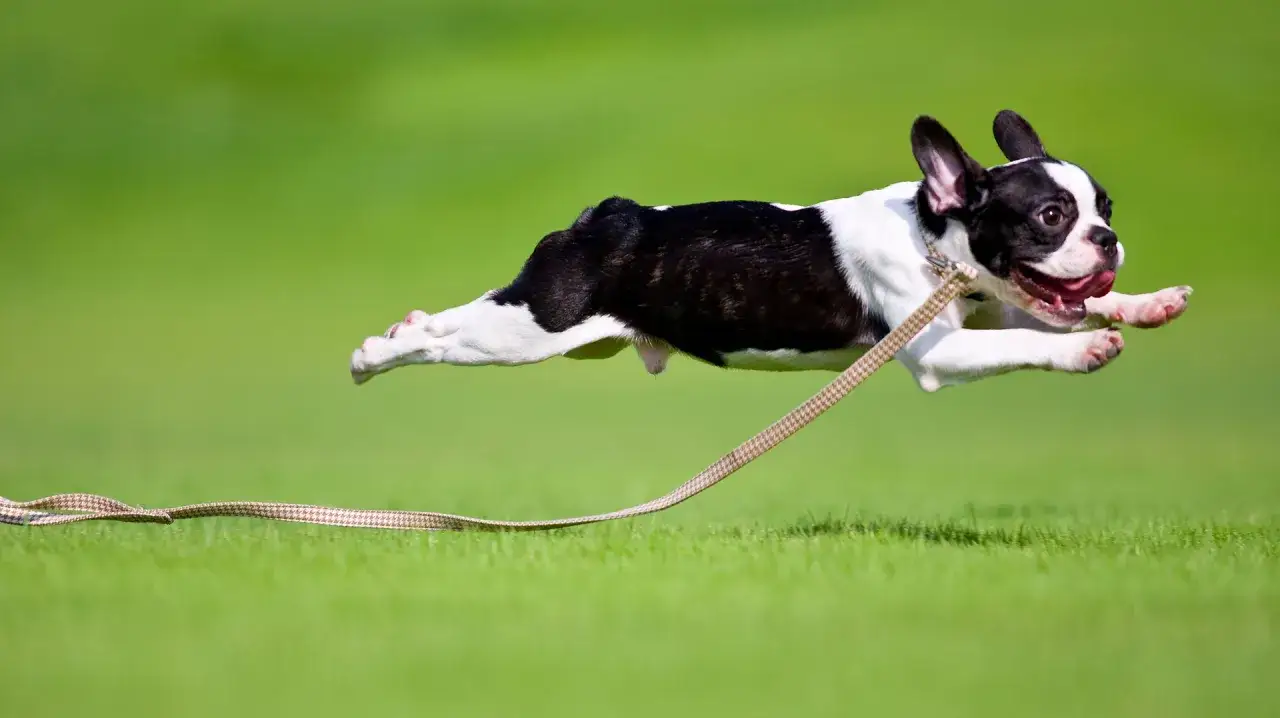 Un perro bulldog francés en pleno vuelo, disfrutando de sus zoomies en el césped.