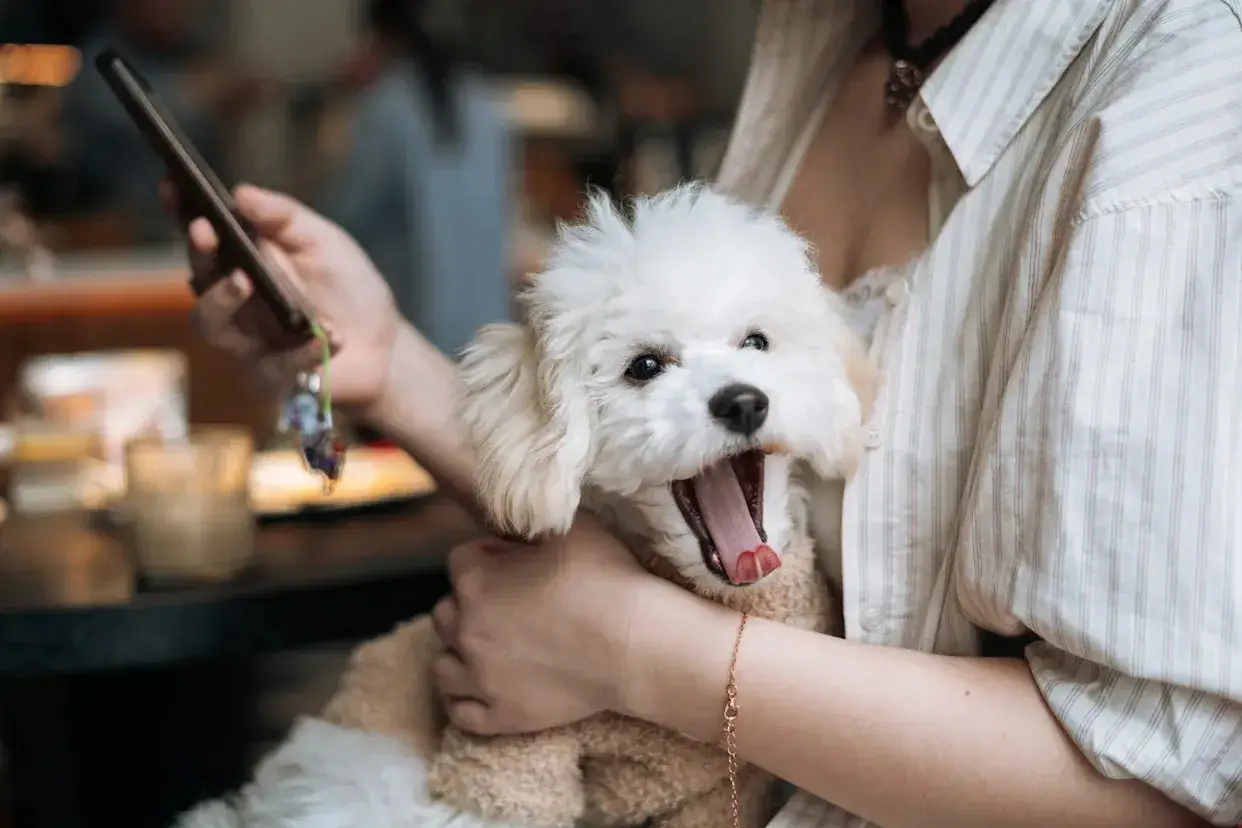 Un perro blanco y esponjoso bosteza mientras lo acarician. Parece que mi perro bosteza cuando lo acaricio, ¡qué tierno!