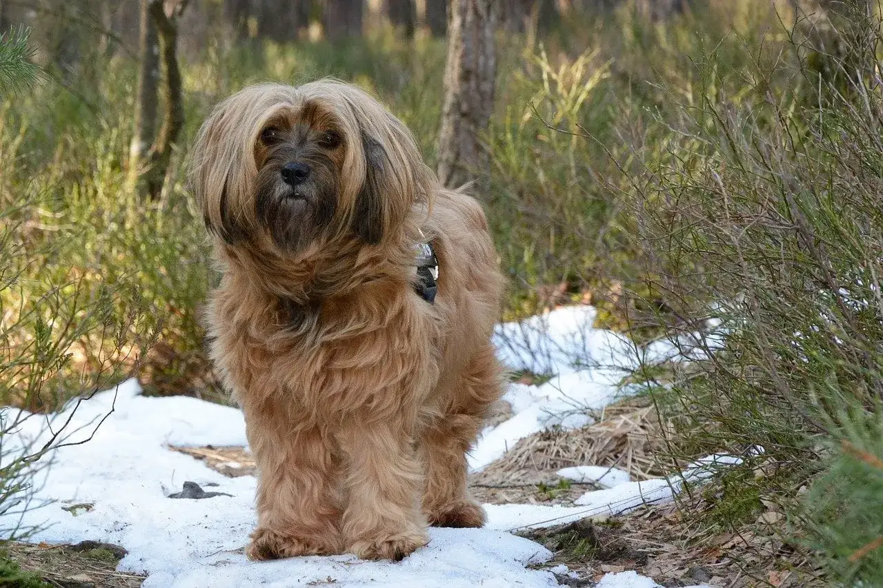 Un lhasa apso con pelaje largo y dorado se para en la nieve entre arbustos en un bosque.