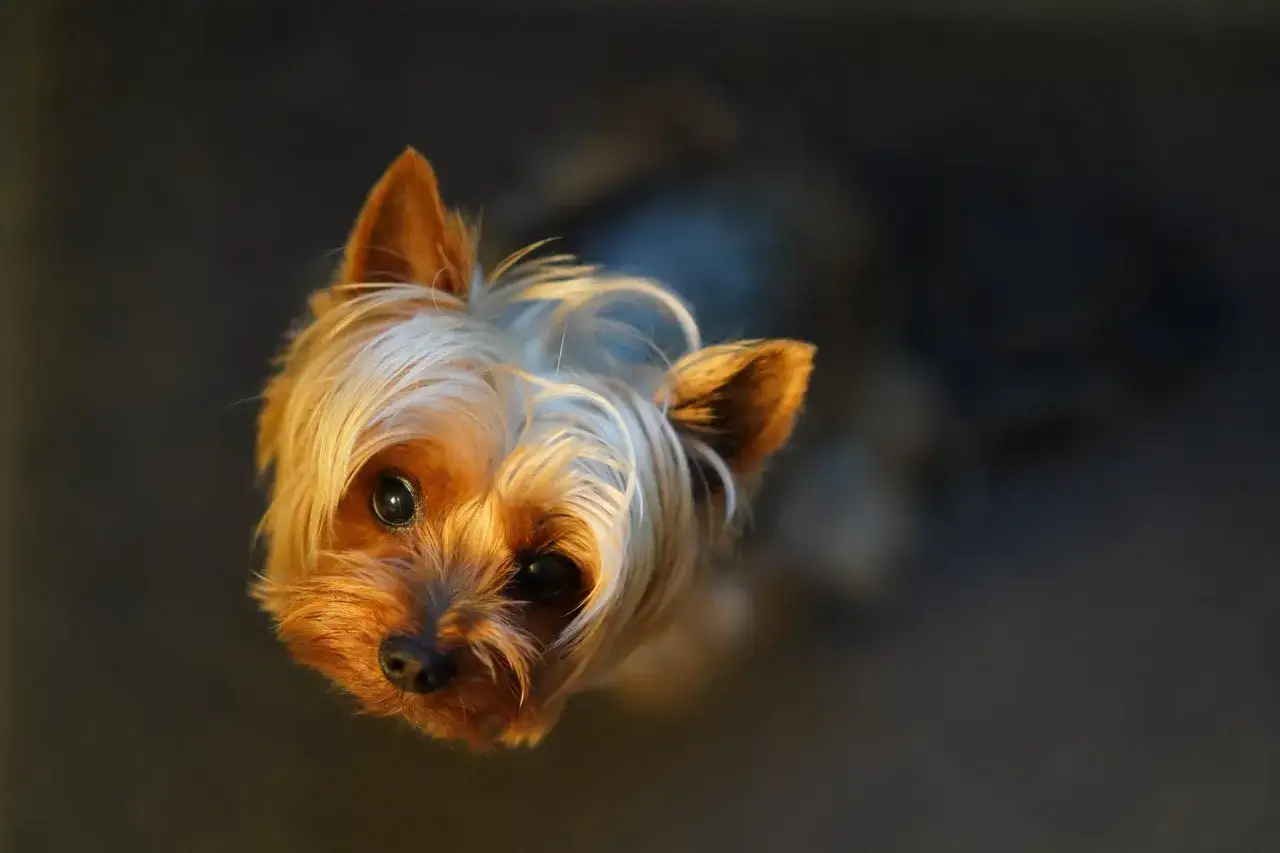 Adorable yorkshire terrier con pelaje dorado y blanco, mirando hacia arriba. Quiz&aacute;s se pregunte porque mi yorkshire tiembla.