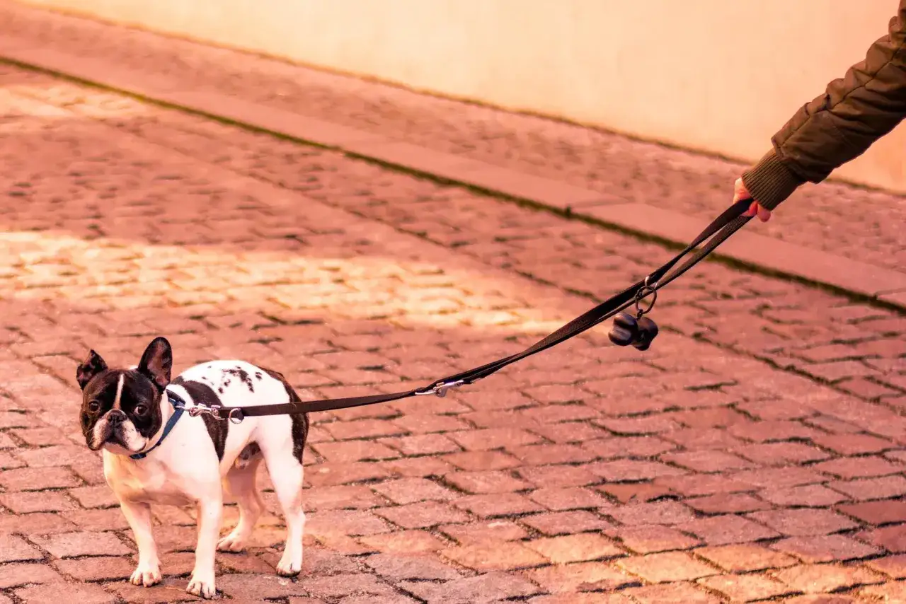 Mi perro no quiere salir a la calle. Este bulldog francés, con su correa negra, parece dudar en dar un paso más sobre el adoquinado.