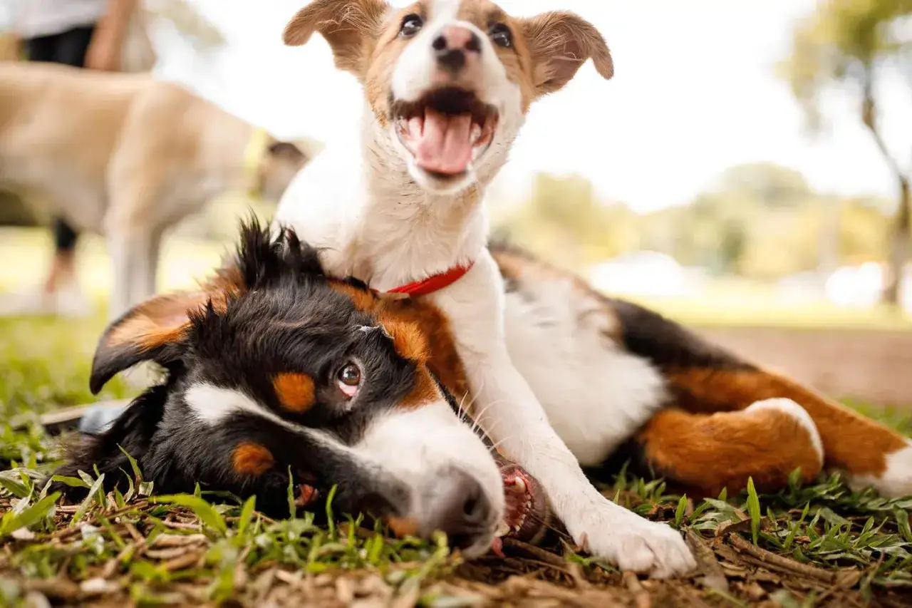 Dos cachorros juegan en el césped, uno encima del otro. Los perros se comunican entre ellos con sus expresiones y posturas.