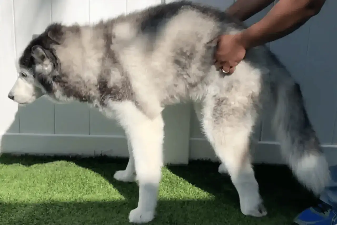 Un husky gris y blanco parece tener problemas para moverse, su dueño lo sujeta. ¡Mi perro no puede andar de repente!