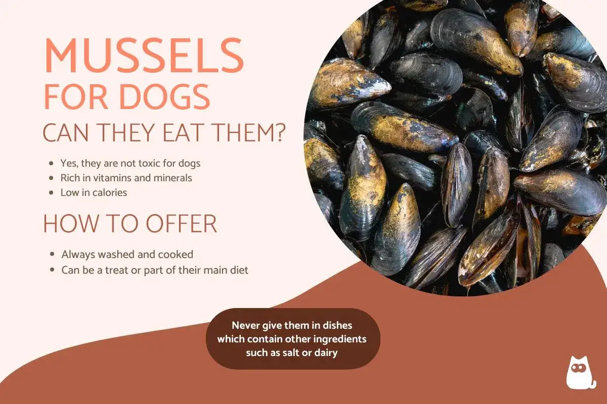 Los perros pueden comer mejillones. La imagen muestra mejillones y texto sobre cómo ofrecerlos a los perros.